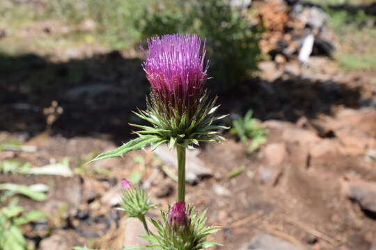 Imagem de Cirsium andersonii (A. Gray) Petr.