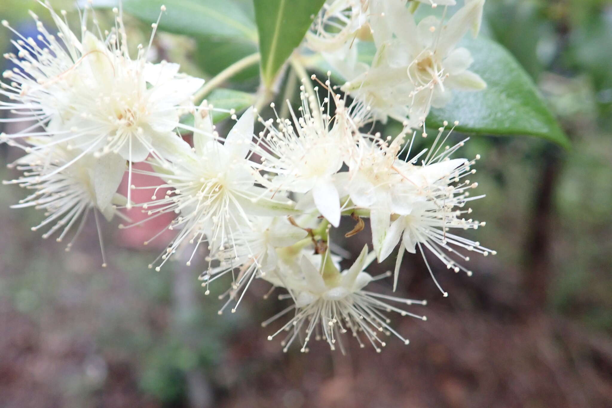 Sivun Backhousia myrtifolia Hook. & Harv. kuva