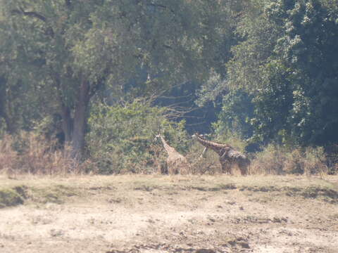 Image of Rhodesian giraffe