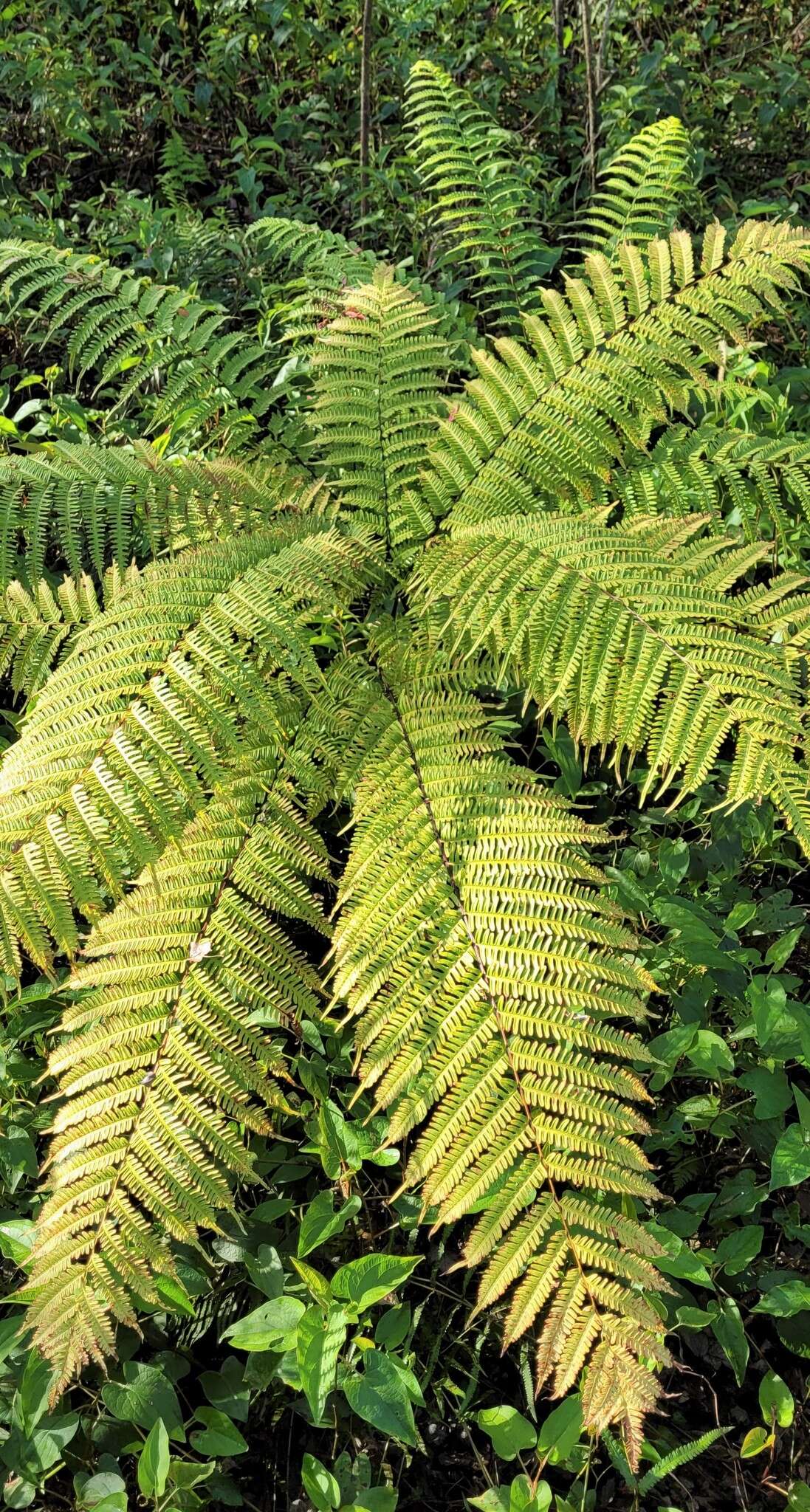 Pteris tripartita Sw. resmi