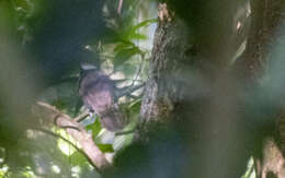 Image of Crested Jay