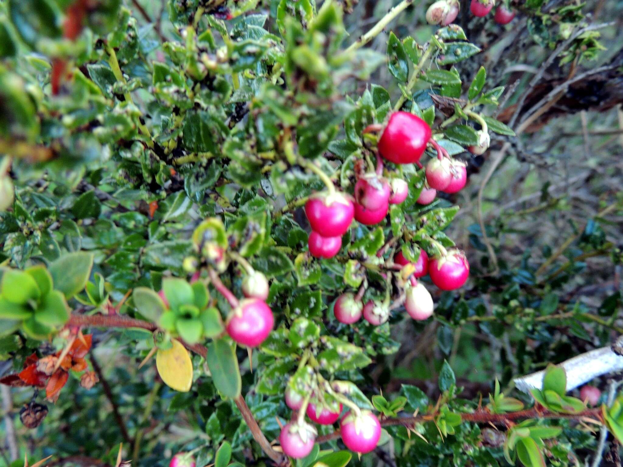 Image of Gaultheria mucronata (L. fil.) E. J. Remy