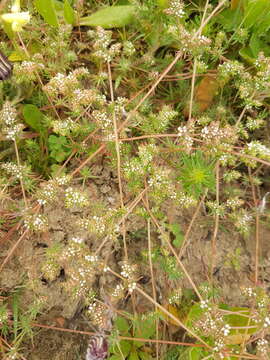 Image of Adenogramma glomerata (L. fil.) Druce