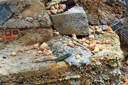 Image of Ibiza Wall Lizard