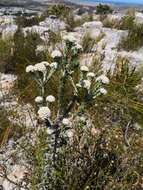 Image of Dense Blombush