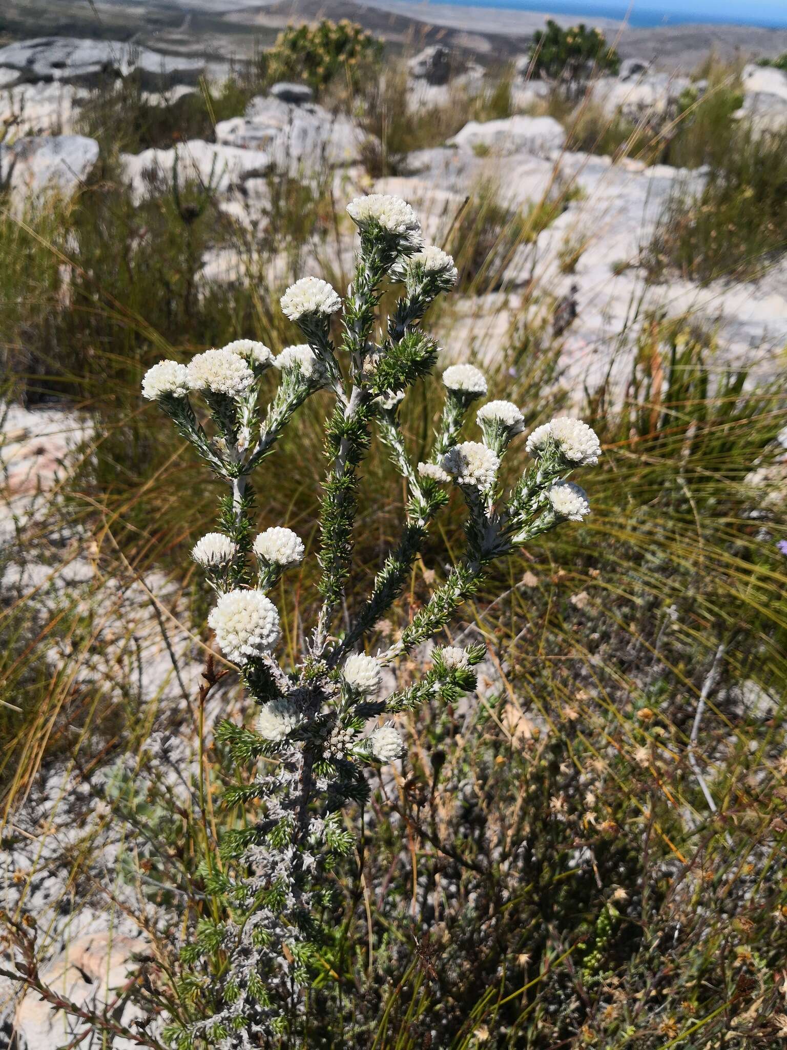 Image of Dense Blombush