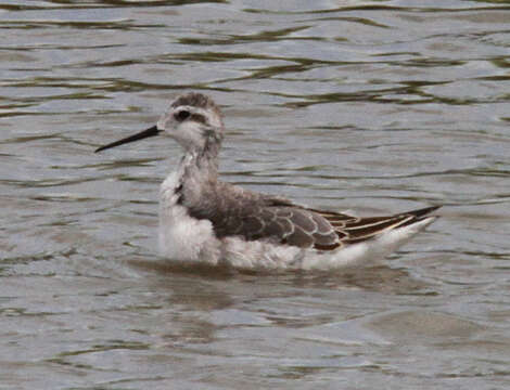 Image of Wilson's Phalarope