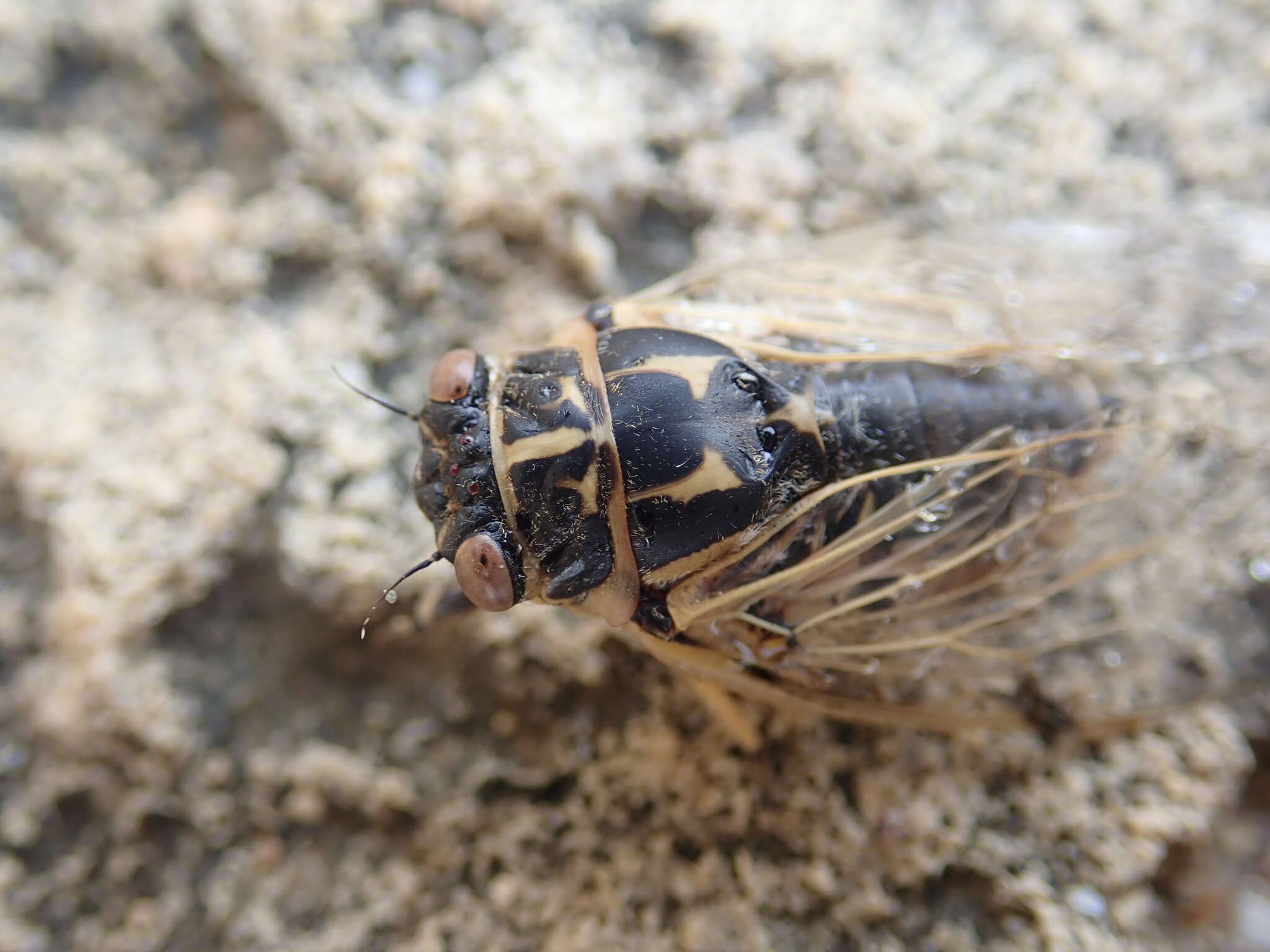 Image of Cicadatra platyptera Fieber 1876