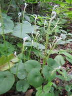 Image of Peperomia claytonioides Kunth