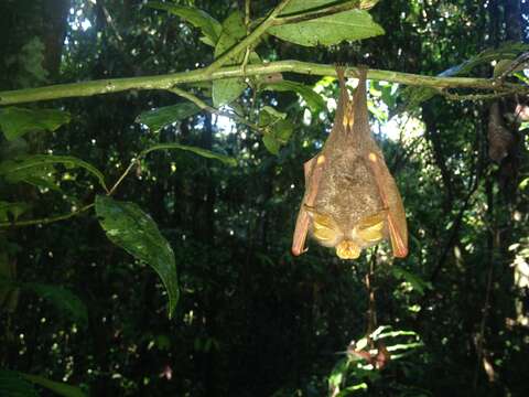 Image of Trefoil Horseshoe Bat