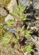 Слика од Loeflingia hispanica L.