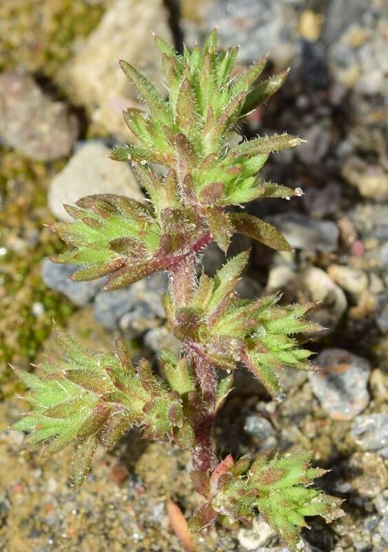 Слика од Loeflingia hispanica L.