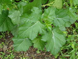 Imagem de Solanum capsicoides Allioni