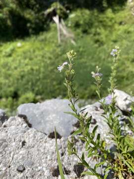 Sivun Veronica fruticulosa L. kuva