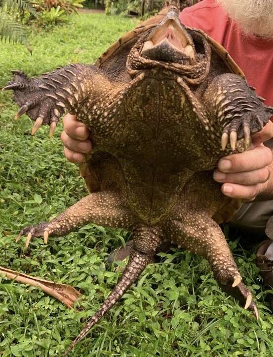 Image of South American snapping turtle