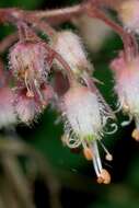 Image of Heuchera longipetala var. orizabensis (Hemsl.) R. A. Folk