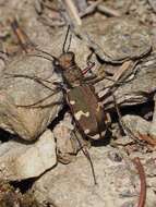 Image of Cicindela (Cicindela) sylvicola Dejean 1822