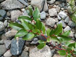 Image of Chosenia cardiophylla (Trautv. & C. A. Mey.) N Chao