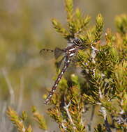 Image of Archipetalia auriculata Tillyard 1917