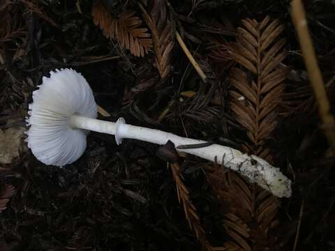 Image of Lepiota rubrotinctoides Murrill 1912