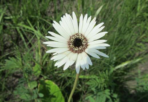 Image de Gerbera ambigua (Cass.) Sch. Bip.