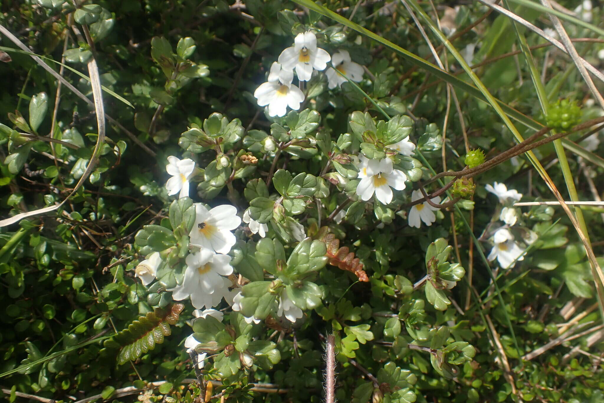 Image of Euphrasia laingii Petrie