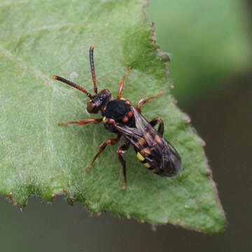 Image of Nomada zonata Panzer 1798