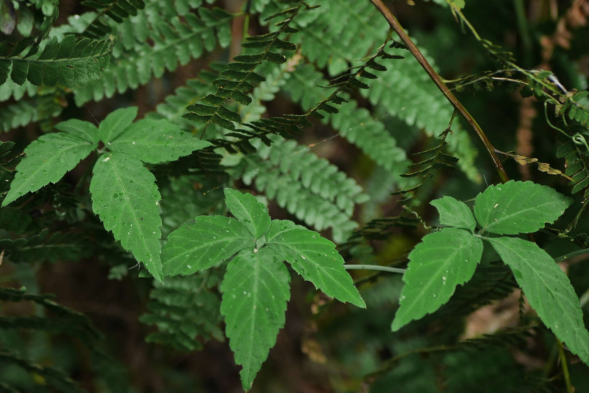 Plancia ëd Gynostemma pentaphyllum (Thunb.) Makino