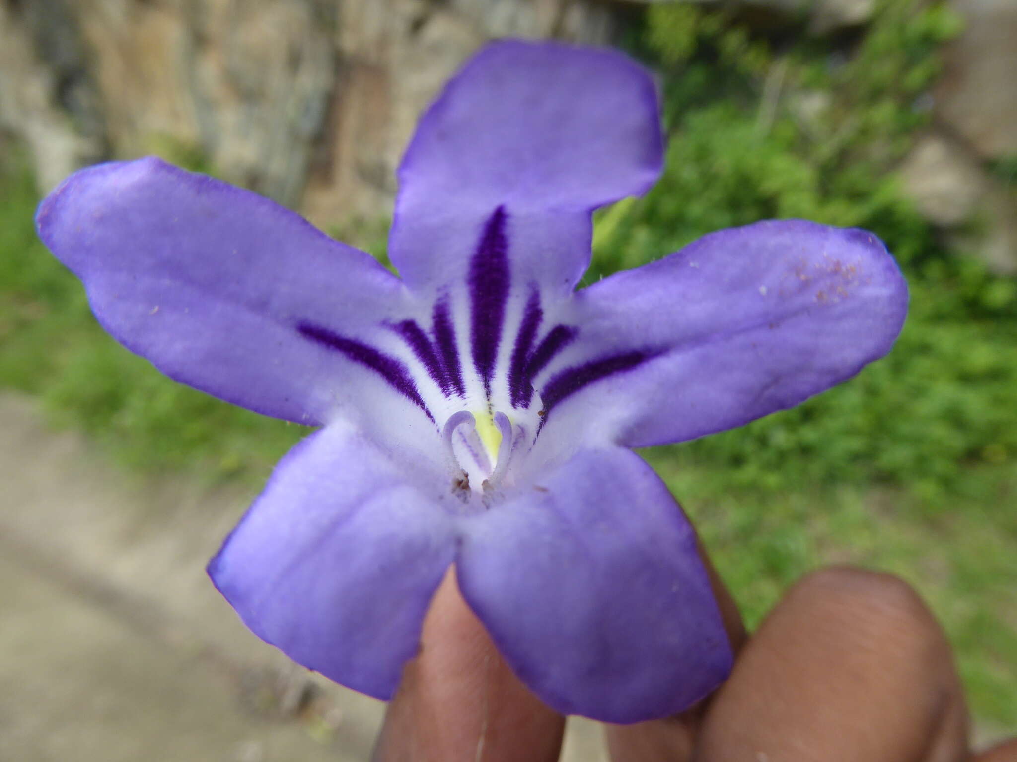 Streptocarpus floribundus Weigend & T. J. Edwards resmi