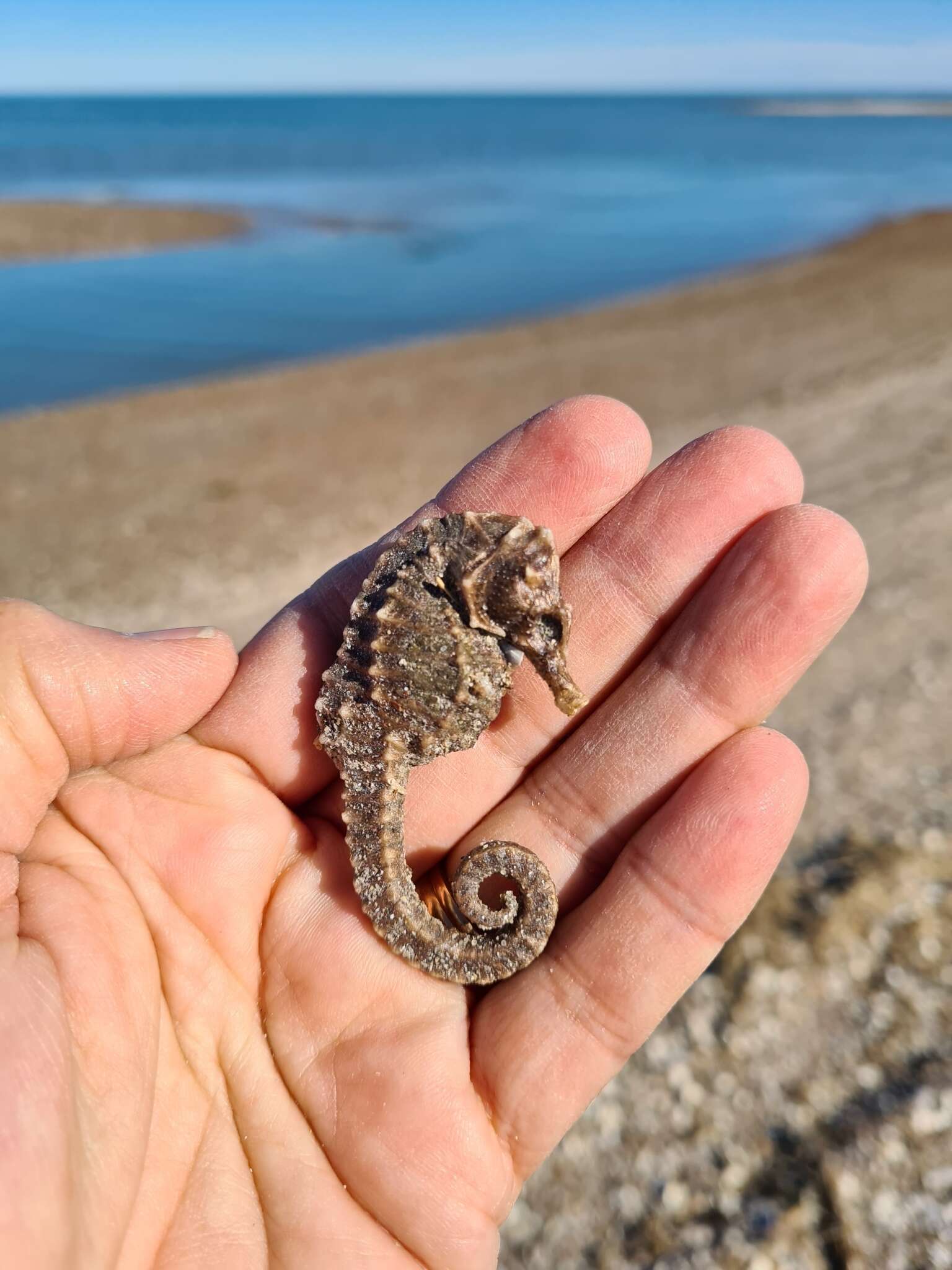 Image of Patagonian Seahorse