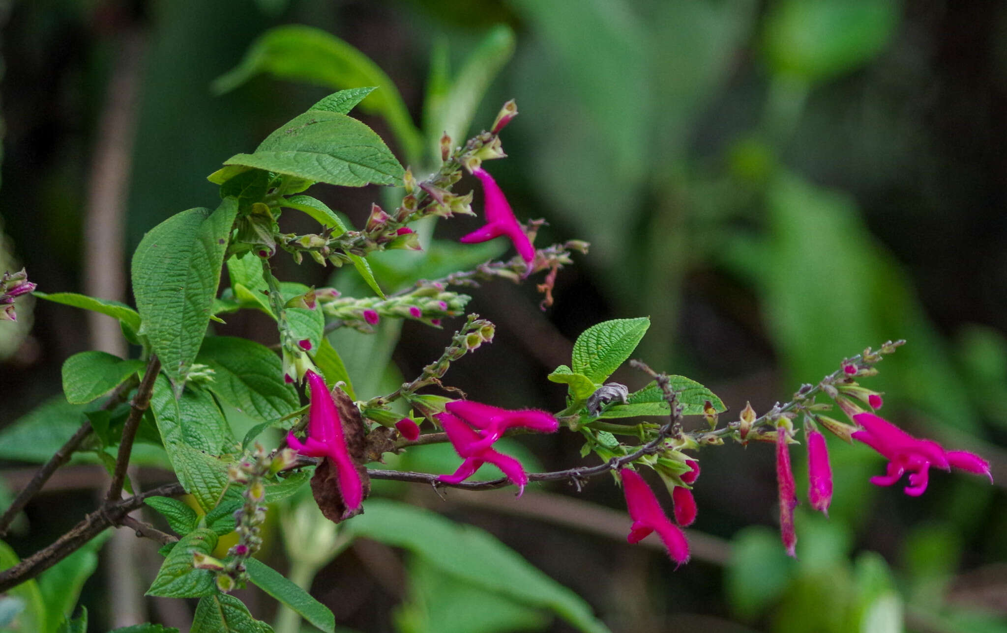 Image of Salvia tortuosa Kunth