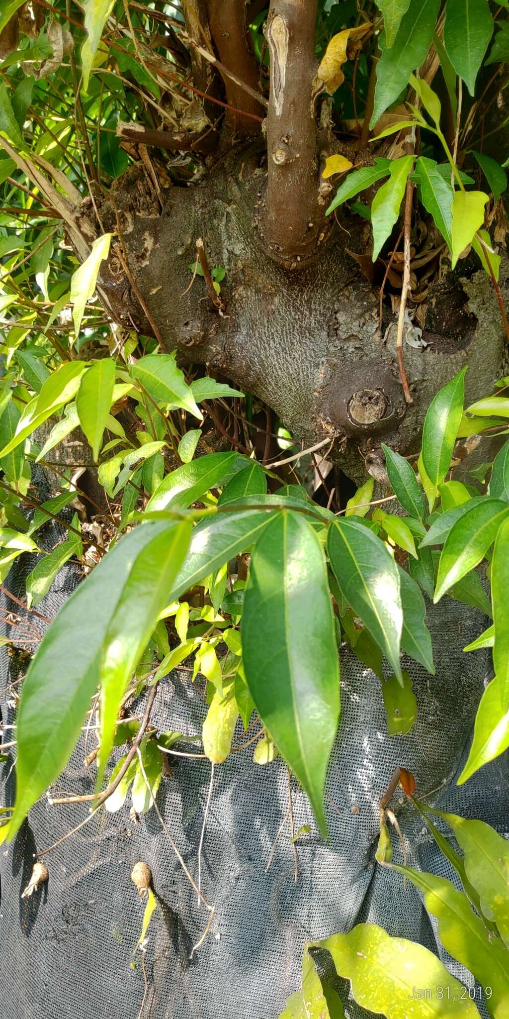 Слика од Ficus ampelos
