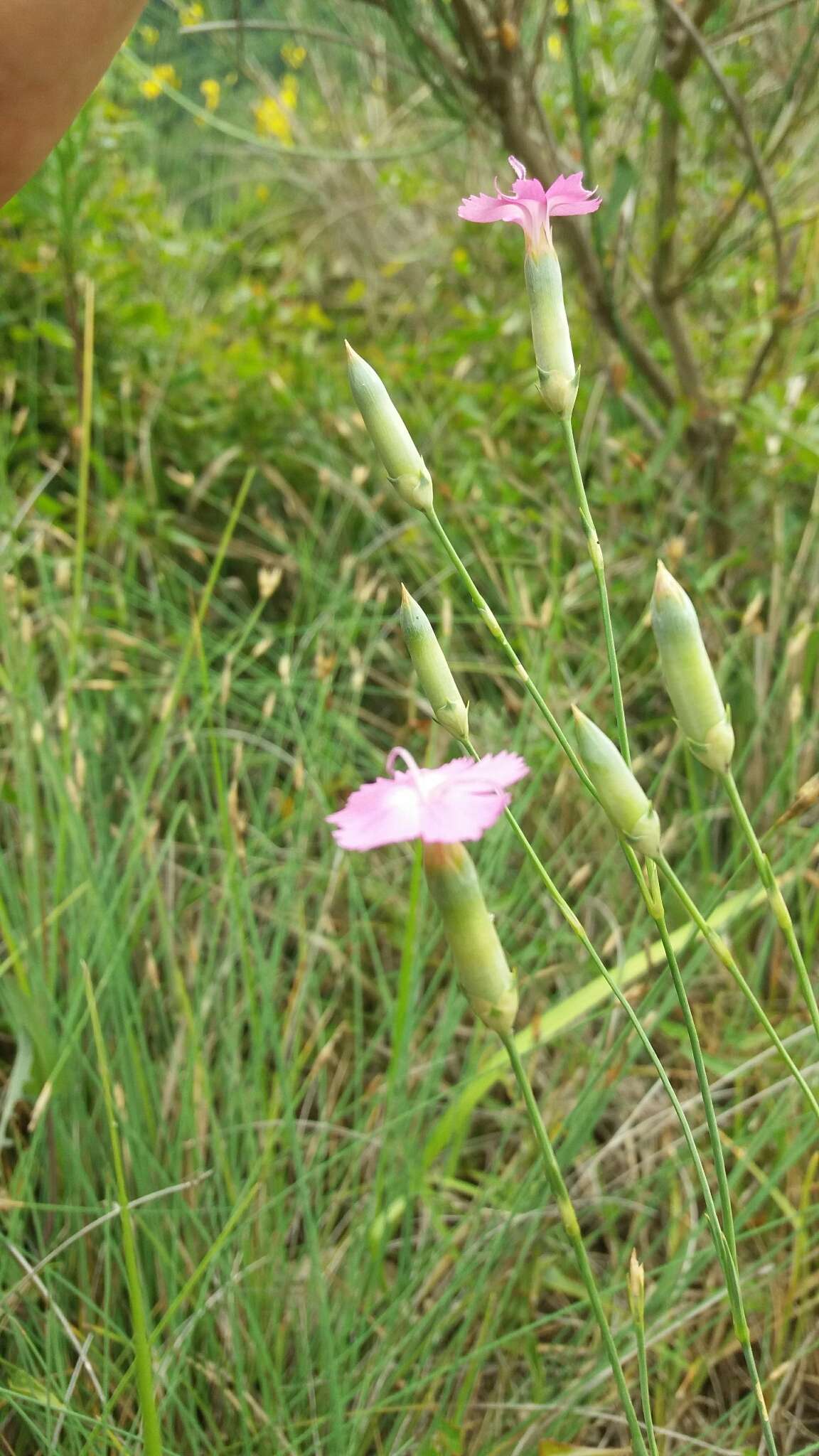 Image of woodland pink