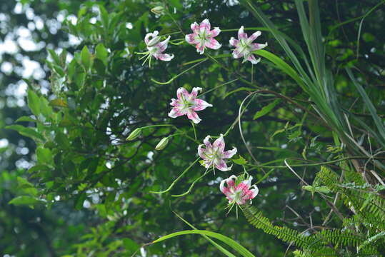 Image of Lilium speciosum Thunb.