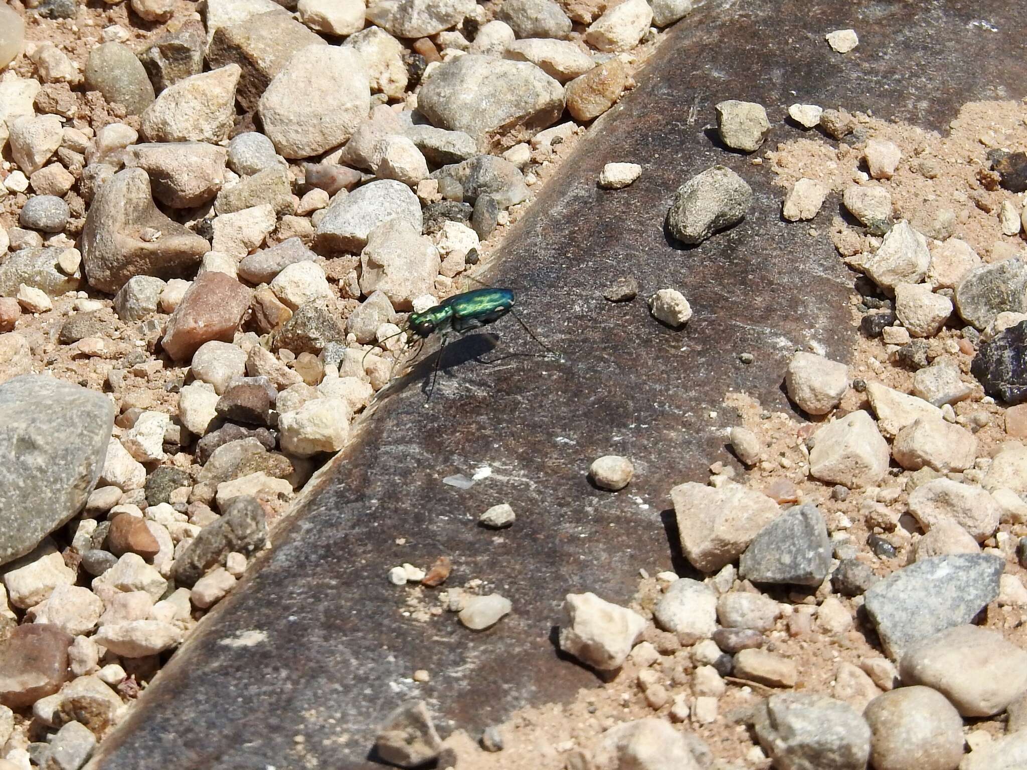 Image of Chihuahua Tiger Beetle