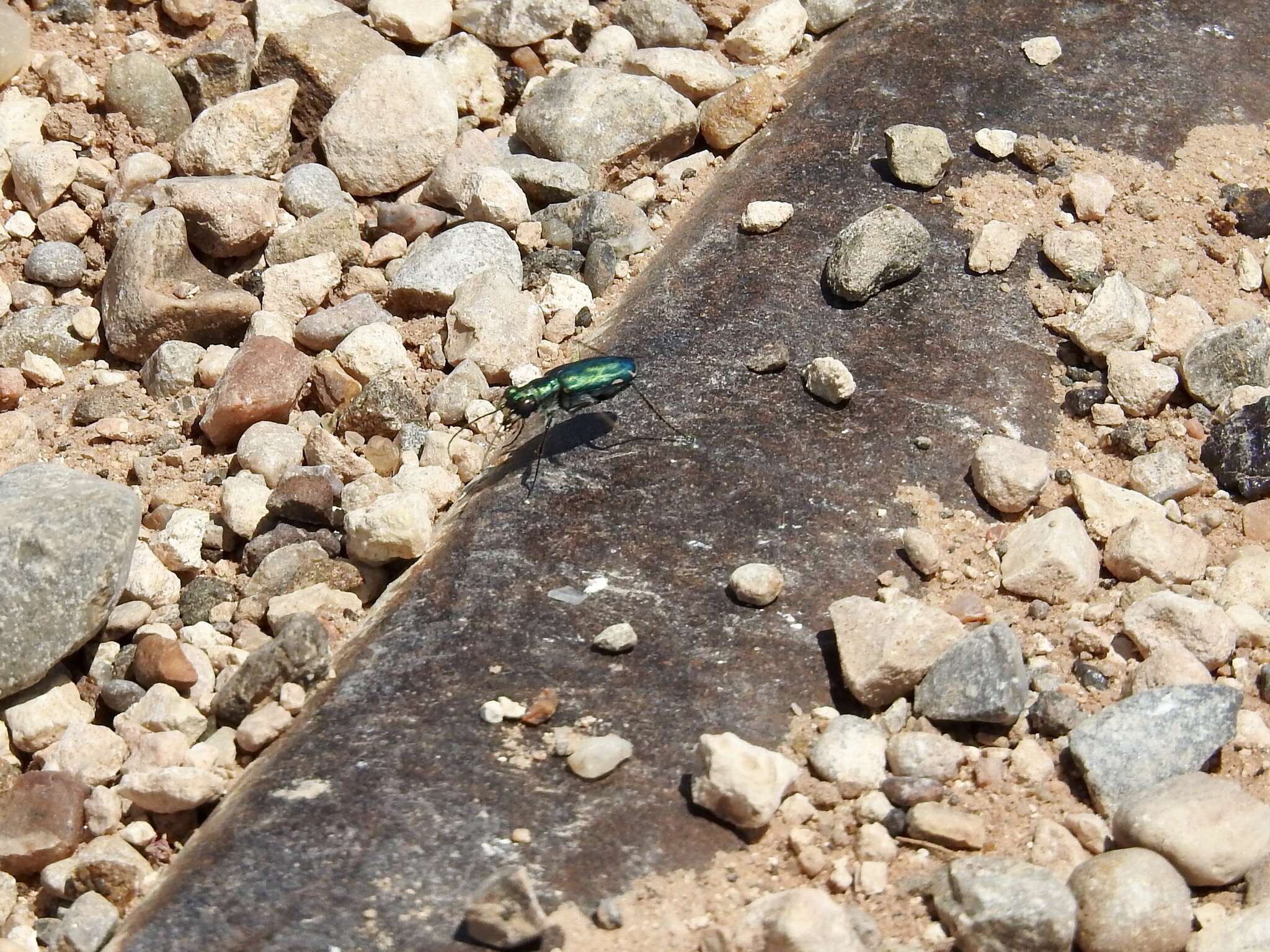 Image of Cicindela (Cicindelidia) punctulata chihuahuae Bates 1890