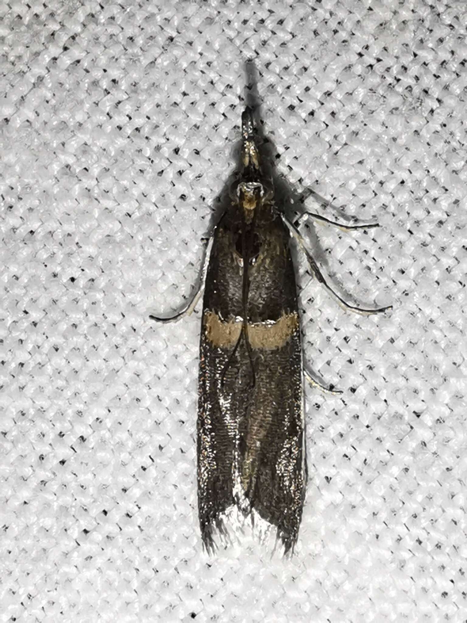 Image of Moth