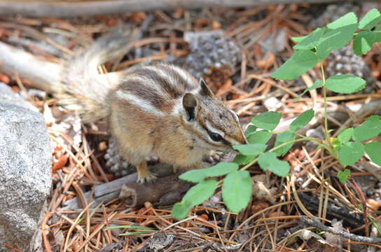 Image of Colorado Chipmunk