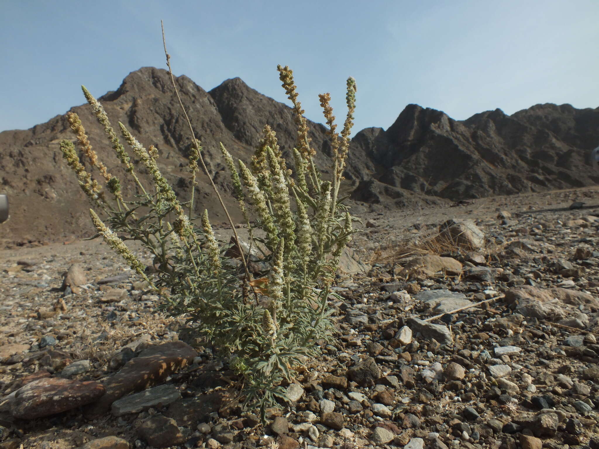 Image of Reseda aucheri Boiss.