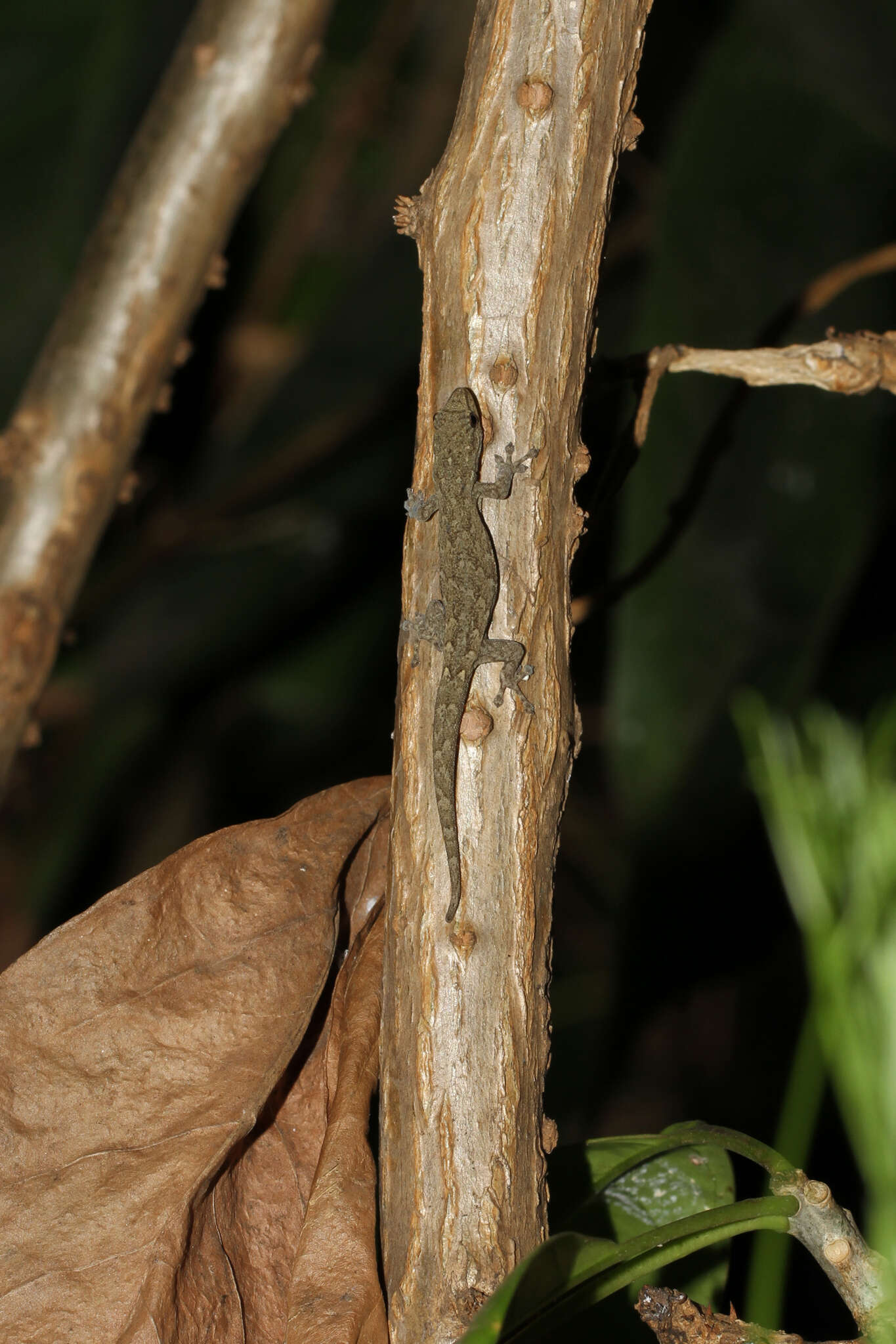 Image of Lygodactylus laterimaculatus Pasteur 1964