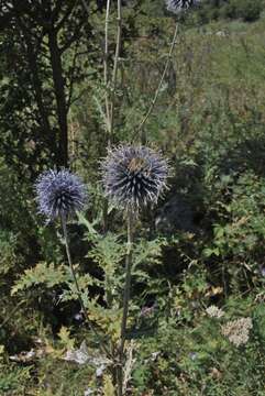 Image of Echinops chantavicus Trautv.