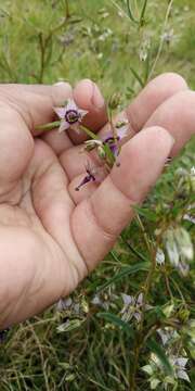 Слика од Swertia ciliata (G. Don) B. L. Burtt