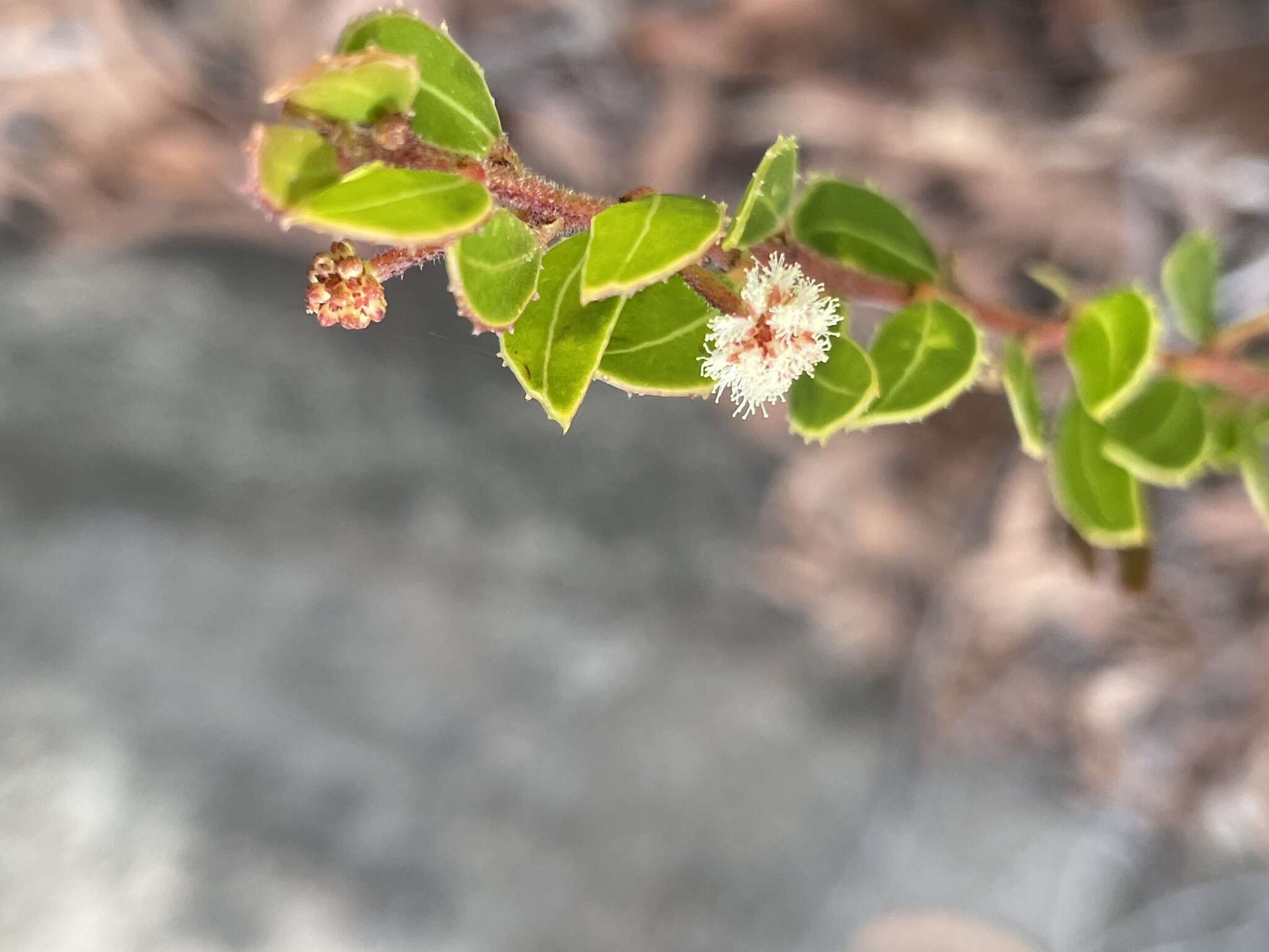 Image of Acacia hispidula (Sm.) Willd.