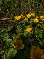 Plancia ëd Caltha palustris subsp. palustris