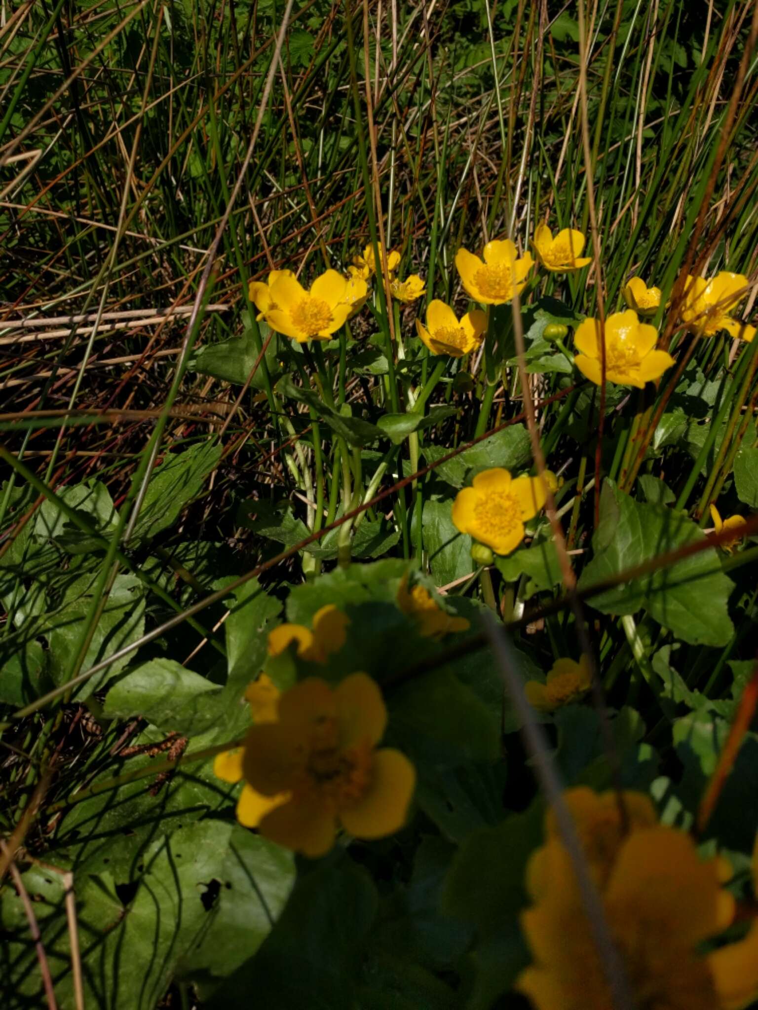 Image of yellow marsh marigold