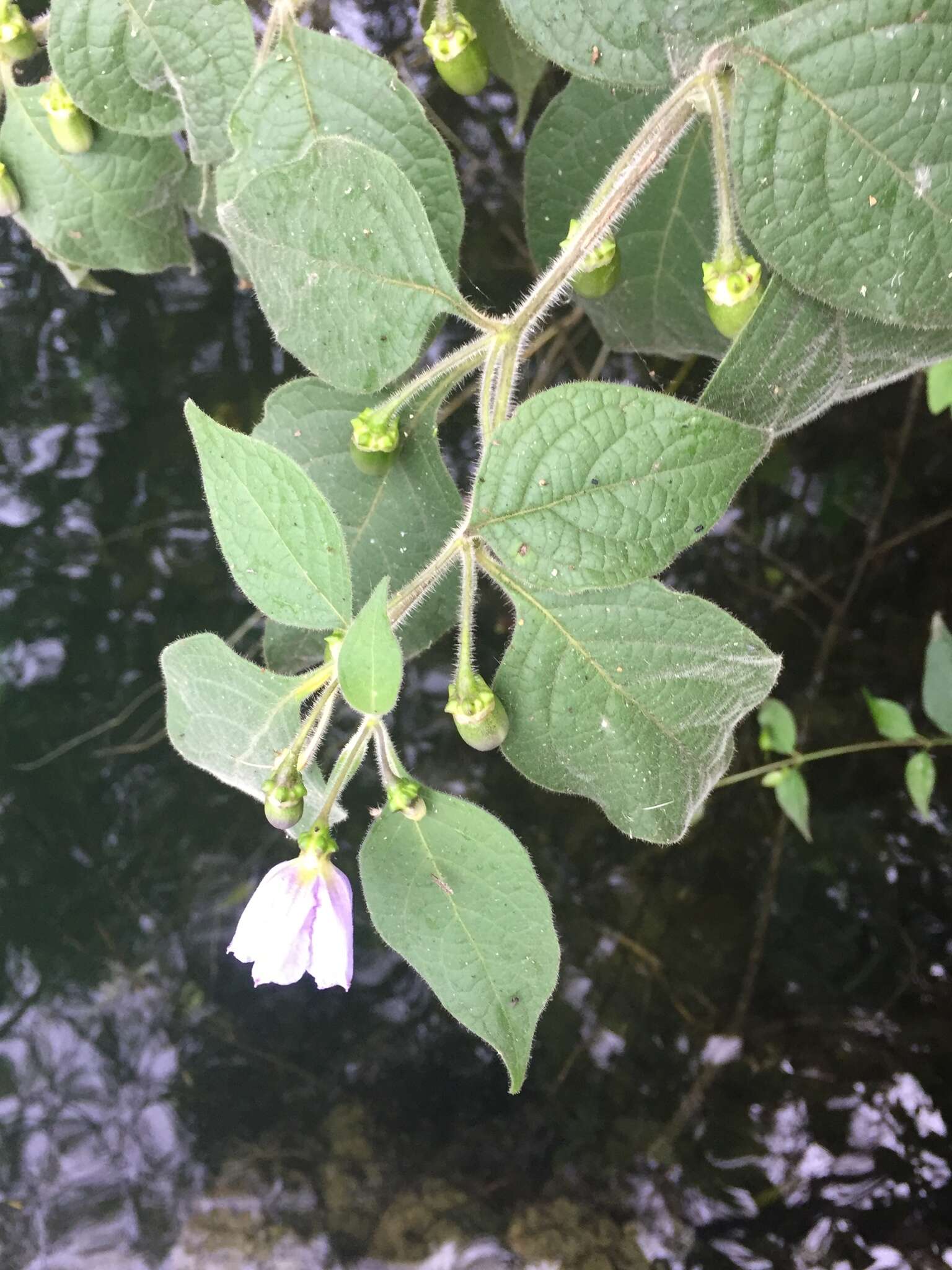 Image of Lycianthes pringlei (Robins. & Greenm.) Bitter