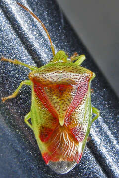 Image of Red-Cross Shield Bug