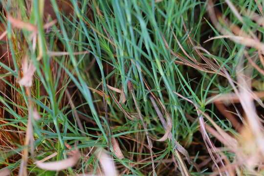 Image of Dianthus mooiensis subsp. kirkii (Burtt Davy) Hooper