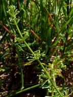 Plancia ëd Galium tricornutum Dandy