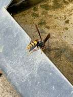 Image of Polistes cavapytiformis Richards 1978